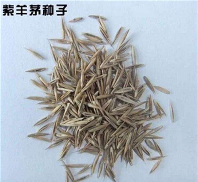 四季青草坪种子紫羊茅草种子公园机场广场高尔夫绿地护坡