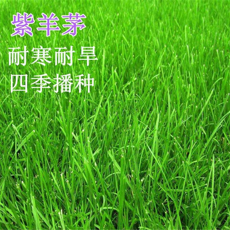四季青草坪种子紫羊茅草种子公园机场广场高尔夫绿地护坡
