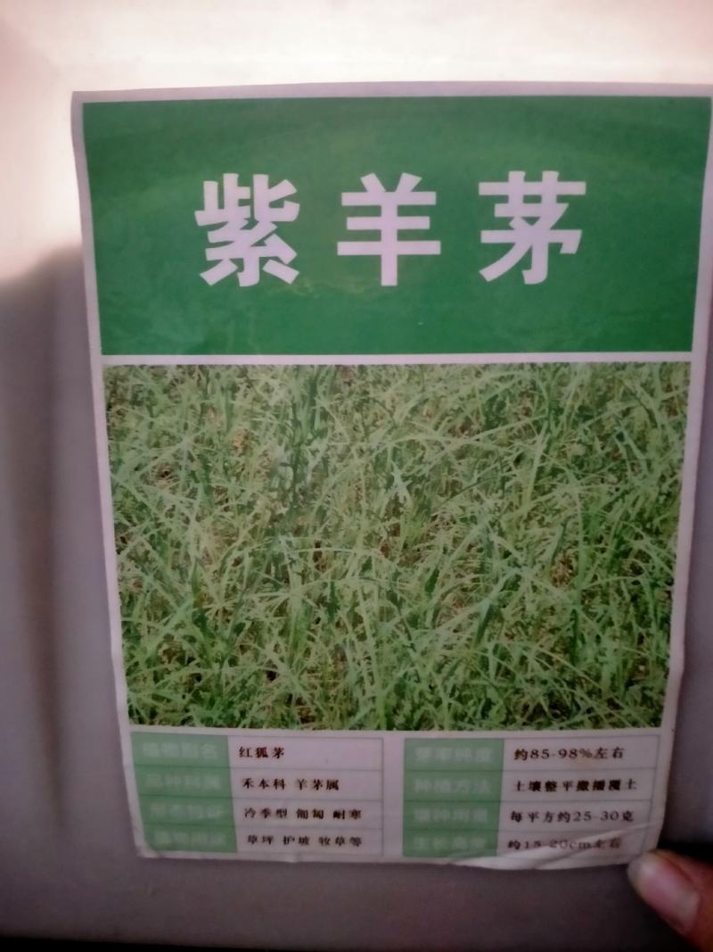 四季青草坪种子紫羊茅草种子公园机场广场高尔夫绿地护坡