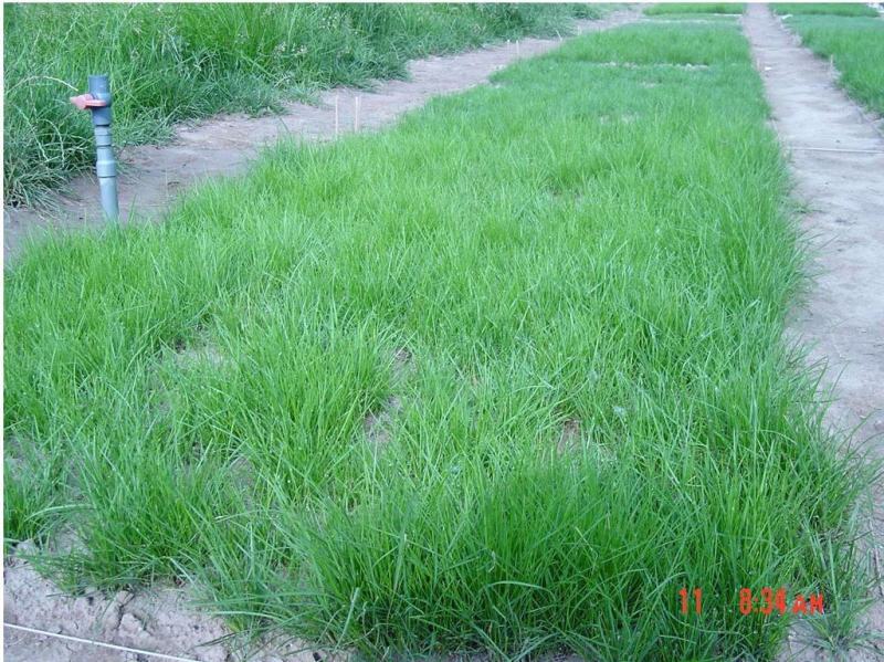 四季青草坪种子紫羊茅草种子公园机场广场高尔夫绿地护坡