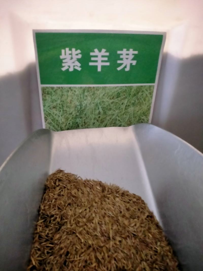 四季青草坪种子紫羊茅草种子公园机场广场高尔夫绿地护坡