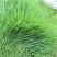 四季青草坪种子紫羊茅草种子公园机场广场高尔夫绿地护坡