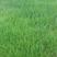 四季青草坪种子紫羊茅草种子公园机场广场高尔夫绿地护坡