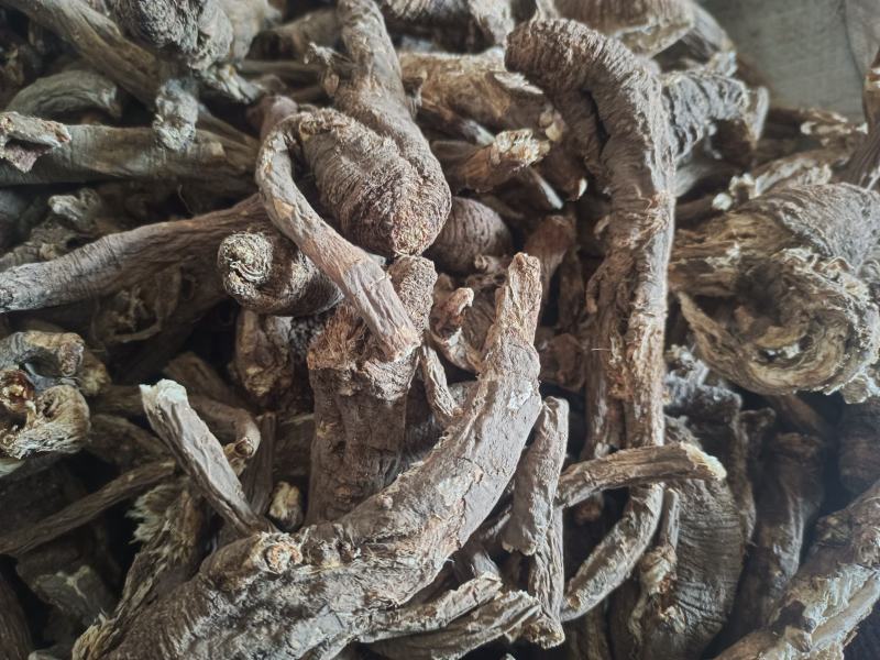 野生当归。藏当归。纯正西藏野生当归，一手货源，年份足