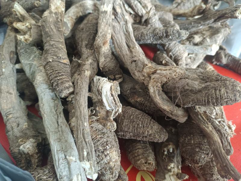 野生当归。藏当归。纯正西藏野生当归，一手货源，年份足