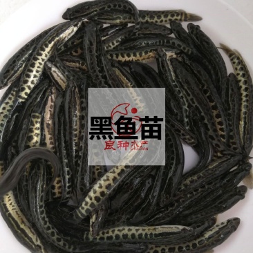 杂交黑鱼苗优质生鱼乌鱼苗淡水好养殖财鱼苗乌鳢鱼苗包活黑鱼