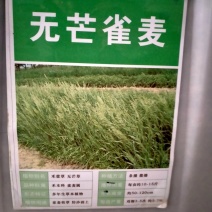 进口无芒雀麦种子南北方草籽牧草耐寒品种
