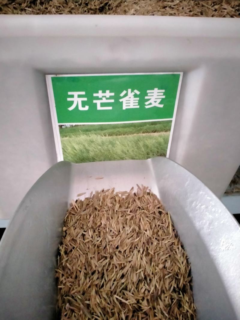 进口无芒雀麦种子南北方草籽牧草耐寒品种