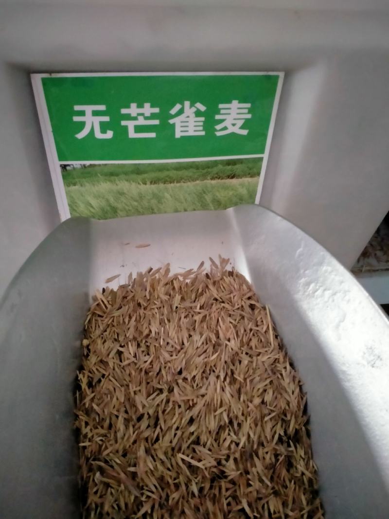 进口无芒雀麦种子南北方草籽牧草耐寒品种