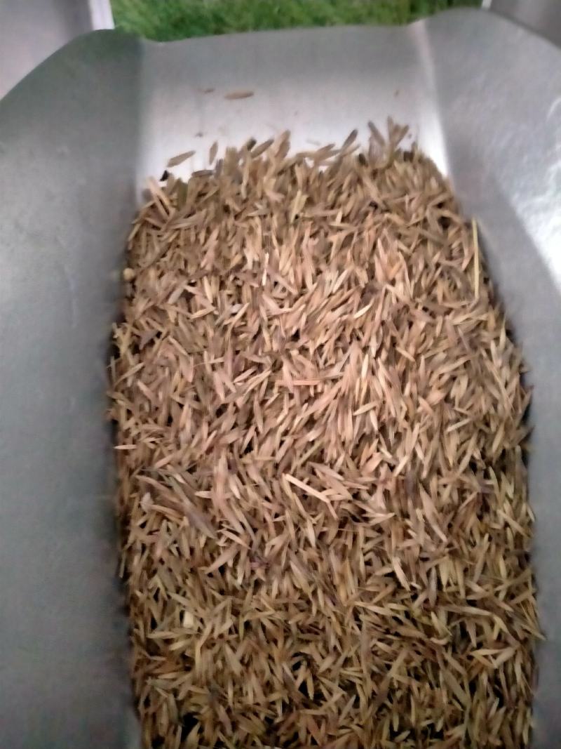进口无芒雀麦种子南北方草籽牧草耐寒品种