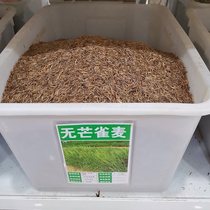 进口无芒雀麦种子南北方草籽牧草耐寒品种