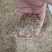 进口无芒雀麦种子南北方草籽牧草耐寒品种