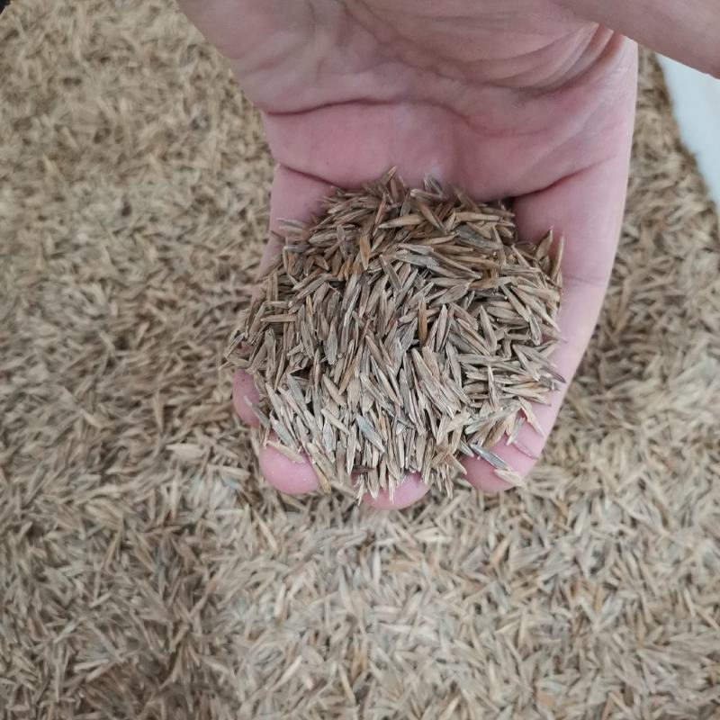进口无芒雀麦种子南北方草籽牧草耐寒品种