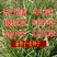 进口无芒雀麦种子南北方草籽牧草耐寒品种
