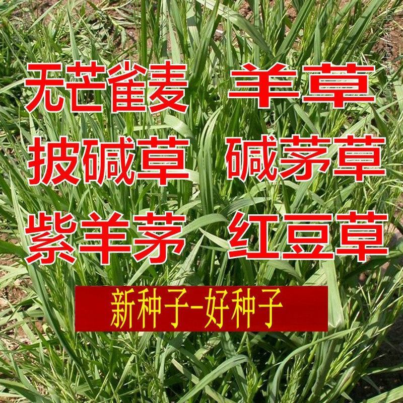 进口无芒雀麦种子南北方草籽牧草耐寒品种