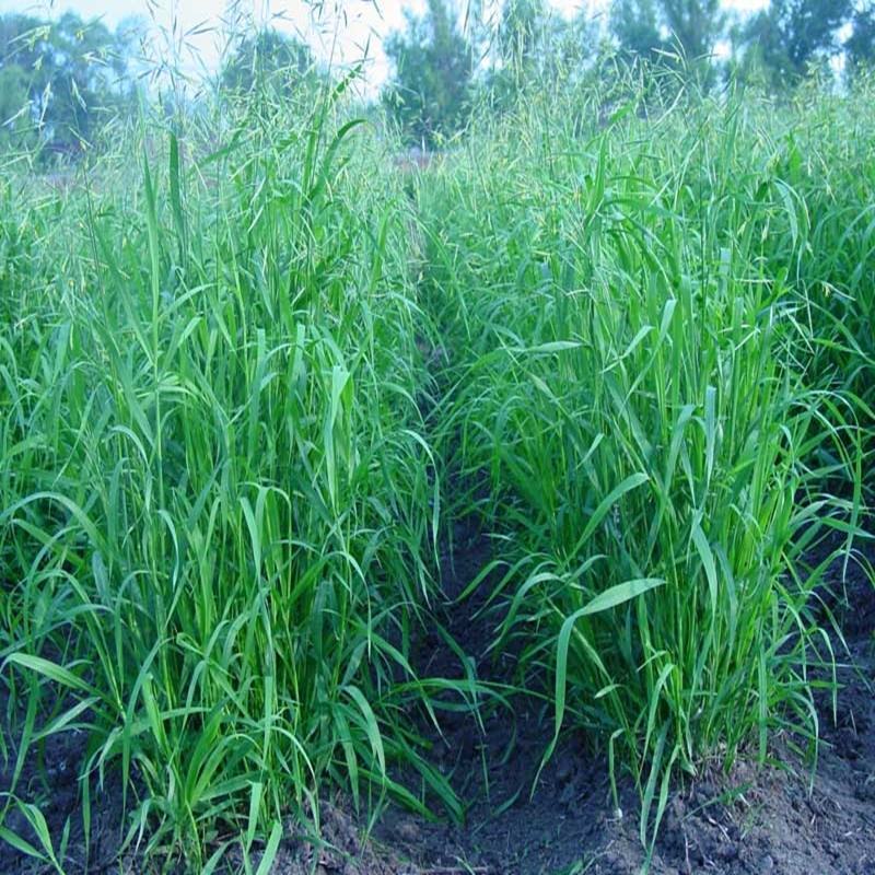 进口无芒雀麦种子南北方草籽牧草耐寒品种
