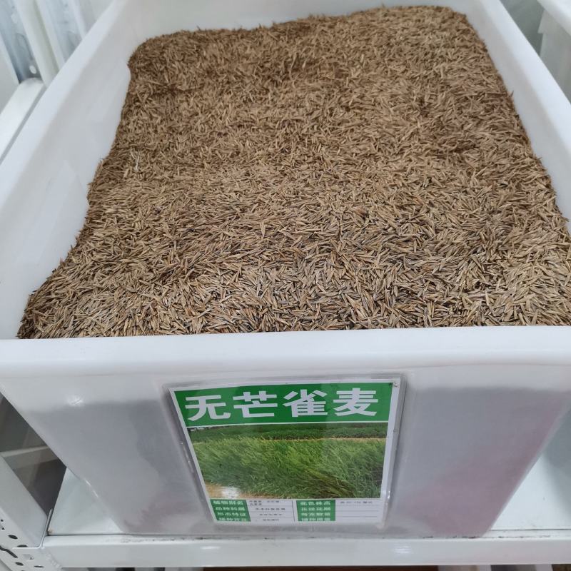 进口无芒雀麦种子南北方草籽牧草耐寒品种
