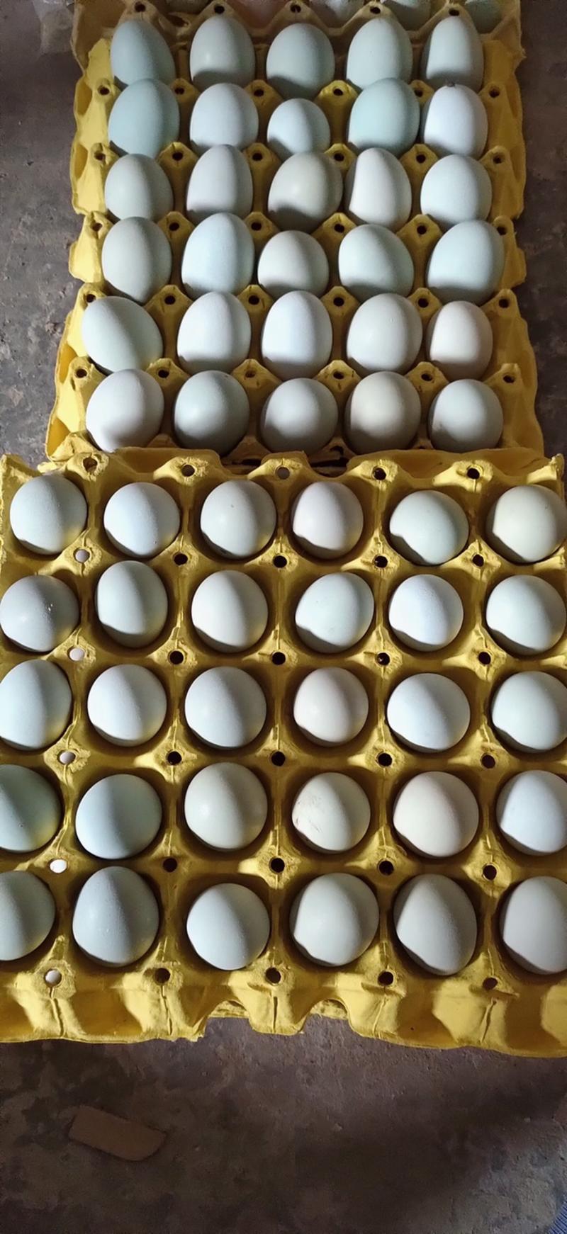 黄麻黑羽绿壳蛋鸡苗产蛋率高、成活率高，专业技术指导和上门