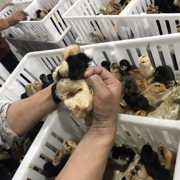 黄麻黑羽绿壳蛋鸡苗产蛋率高、成活率高，专业技术指导和上门