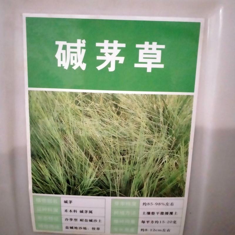 披碱草种子耐寒耐旱耐盐碱草种子多年生护坡固土四季抗风沙牧