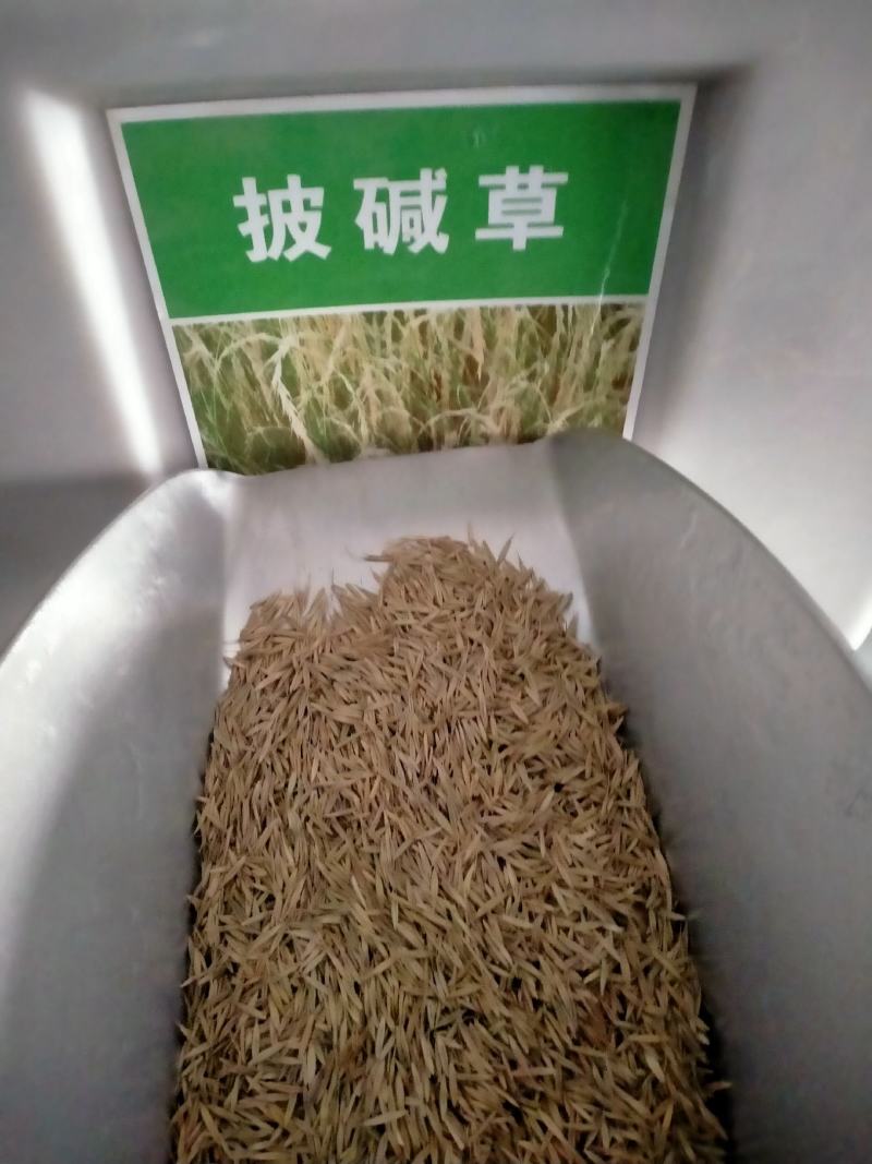 披碱草种子耐寒耐旱耐盐碱草种子多年生护坡固土四季抗风沙牧