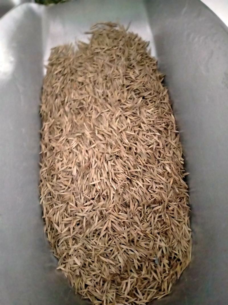 披碱草种子耐寒耐旱耐盐碱草种子多年生护坡固土四季抗风沙牧