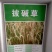 披碱草种子耐寒耐旱耐盐碱草种子多年生护坡固土四季抗风沙牧