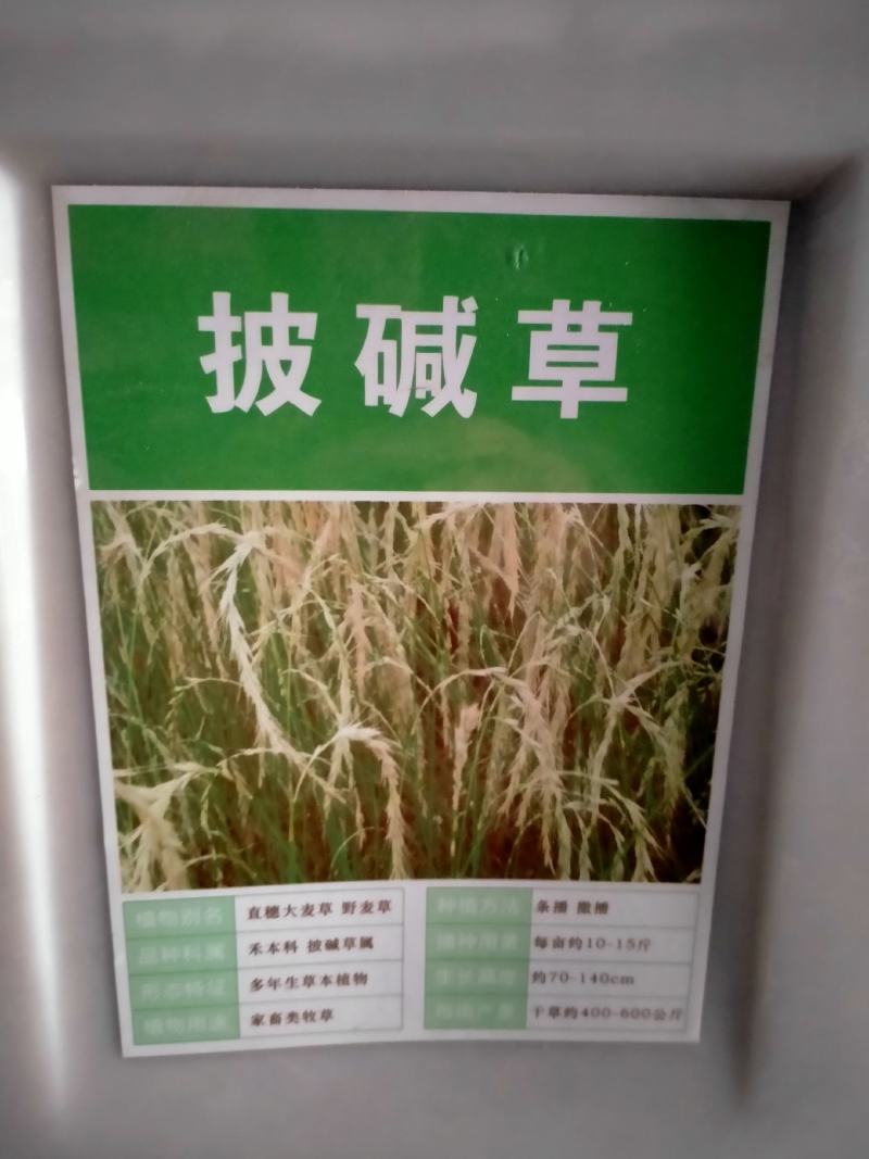 披碱草种子耐寒耐旱耐盐碱草种子多年生护坡固土四季抗风沙牧