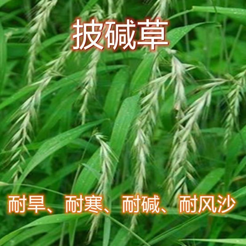 披碱草种子耐寒耐旱耐盐碱草种子多年生护坡固土四季抗风沙牧