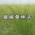 披碱草种子耐寒耐旱耐盐碱草种子多年生护坡固土四季抗风沙牧