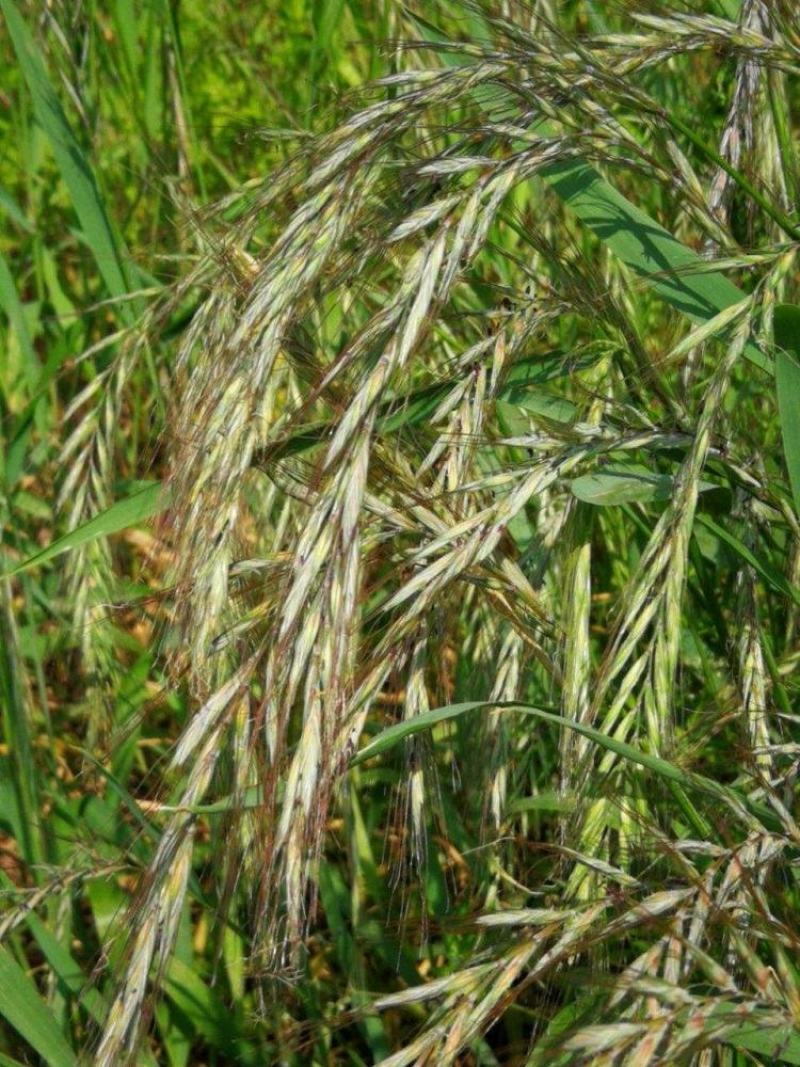 披碱草种子耐寒耐旱耐盐碱草种子多年生护坡固土四季抗风沙牧