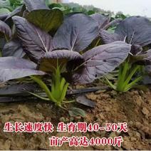 紫油菜种春秋冬紫叶菜种子庭院阳台青菜种籽四季蔬菜
