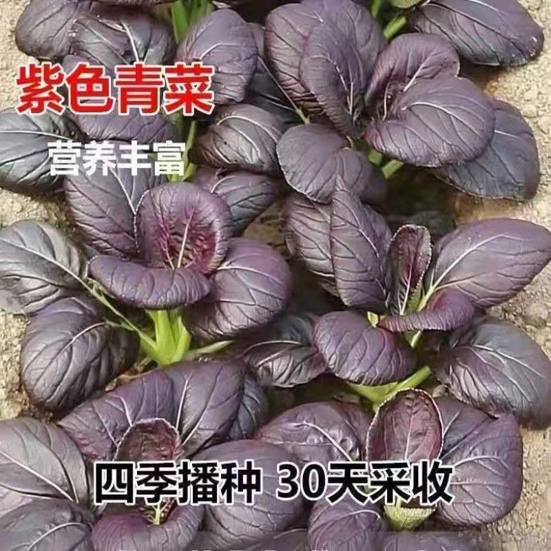 紫油菜种春秋冬紫叶菜种子庭院阳台青菜种籽四季蔬菜