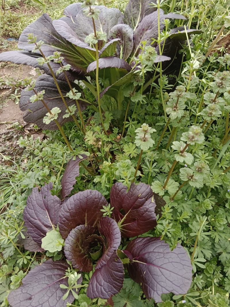 紫油菜种春秋冬紫叶菜种子庭院阳台青菜种籽四季蔬菜