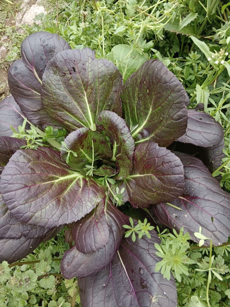 紫油菜种春秋冬紫叶菜种子庭院阳台青菜种籽四季蔬菜