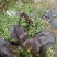 紫油菜种春秋冬紫叶菜种子庭院阳台青菜种籽四季蔬菜