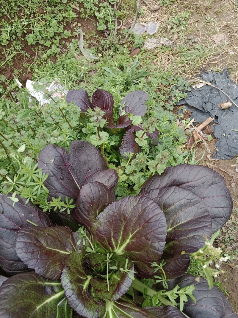 紫油菜种春秋冬紫叶菜种子庭院阳台青菜种籽四季蔬菜