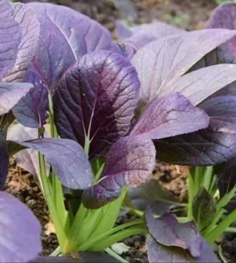 紫油菜种春秋冬紫叶菜种子庭院阳台青菜种籽四季蔬菜