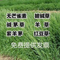 碱茅草种子耐旱耐盐碱护坡固土草籽抗风沙抗寒速生复绿草坪种