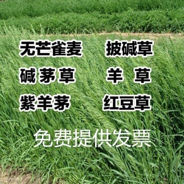 碱茅草种子耐旱耐盐碱护坡固土草籽抗风沙抗寒速生复绿草坪种