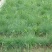 碱茅草种子耐旱耐盐碱护坡固土草籽抗风沙抗寒速生复绿草坪种