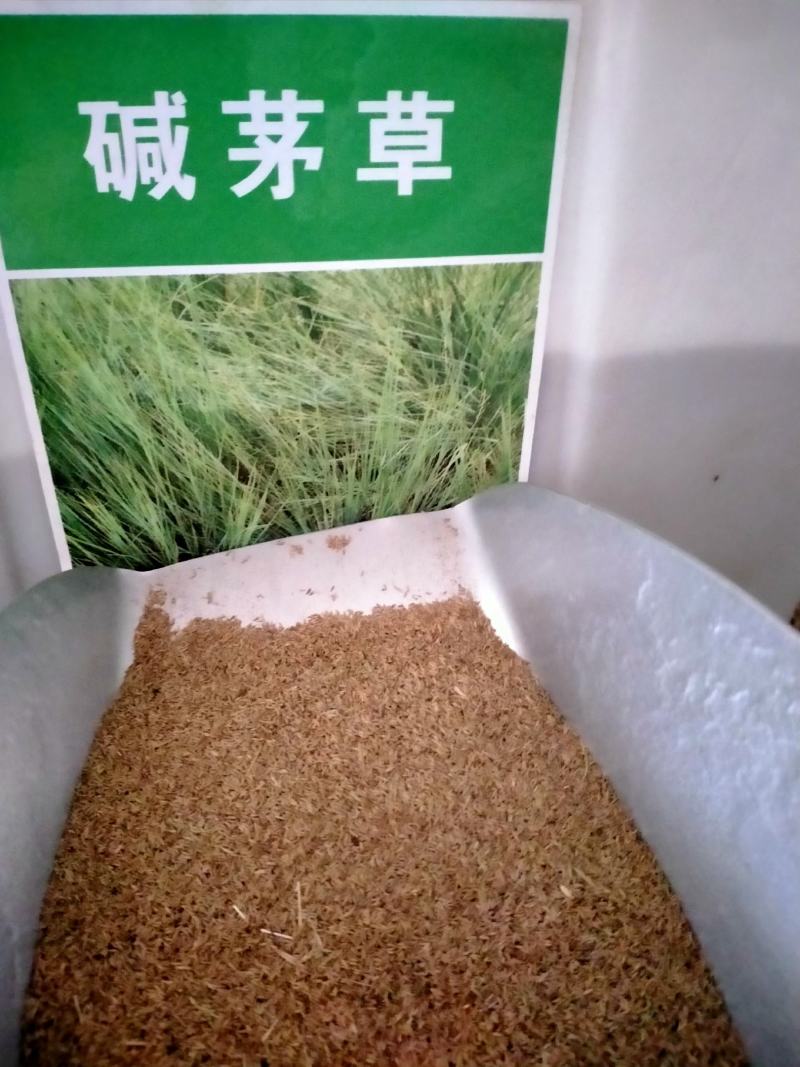 碱茅草种子耐旱耐盐碱护坡固土草籽抗风沙抗寒速生复绿草坪种