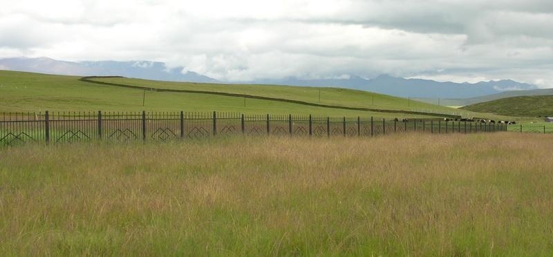 碱茅草种子耐旱耐盐碱护坡固土草籽抗风沙抗寒速生复绿草坪种