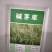 碱茅草种子耐旱耐盐碱护坡固土草籽抗风沙抗寒速生复绿草坪种