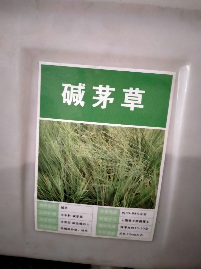 碱茅草种子耐旱耐盐碱护坡固土草籽抗风沙抗寒速生复绿草坪种