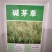 碱茅草种子耐旱耐盐碱护坡固土草籽抗风沙抗寒速生复绿草坪种