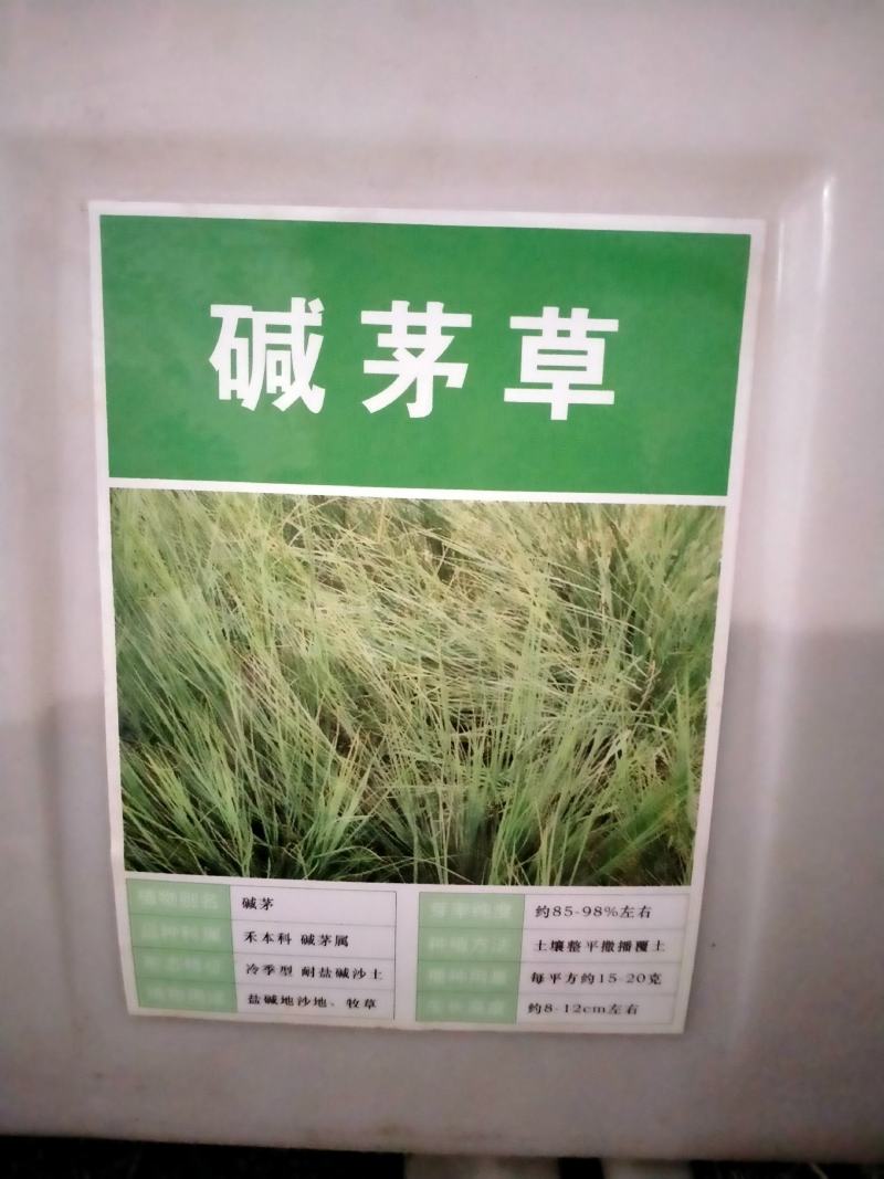 碱茅草种子耐旱耐盐碱护坡固土草籽抗风沙抗寒速生复绿草坪种