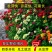 波斯菊重瓣百日草硫华菊四季开花卉路边山上野花组合种子室外