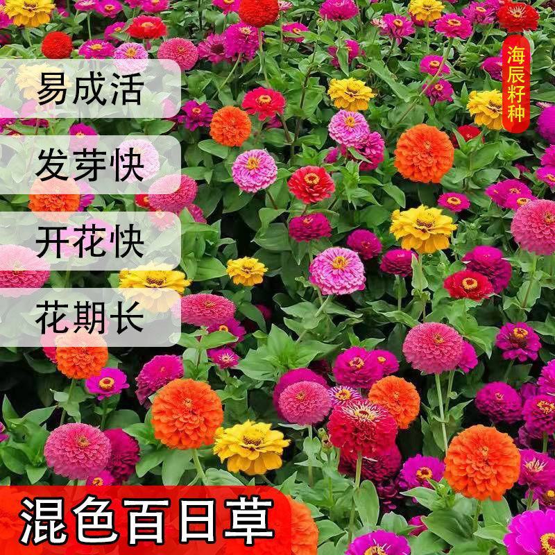 波斯菊重瓣百日草硫华菊四季开花卉路边山上野花组合种子室外
