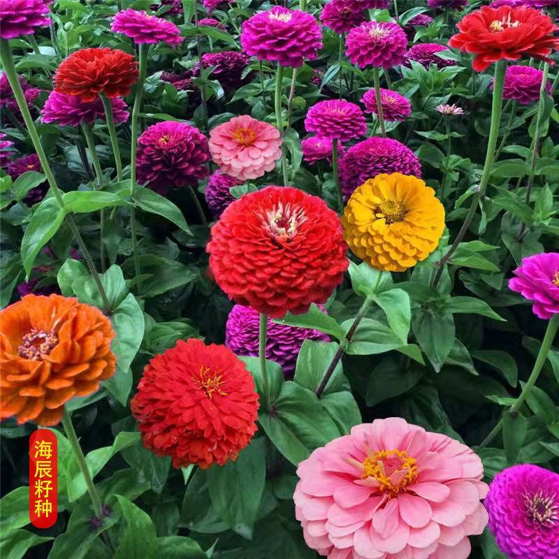 波斯菊重瓣百日草硫华菊四季开花卉路边山上野花组合种子室外